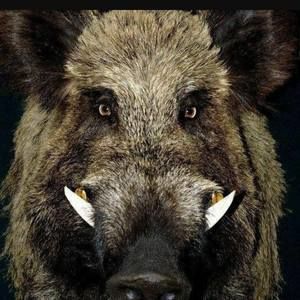 Meet your Posher, Scott